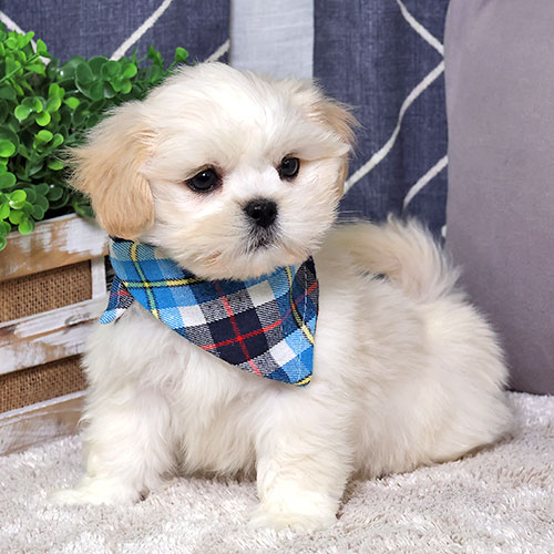 Puppy main image