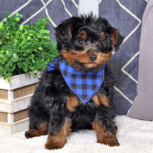 Puppy main image
