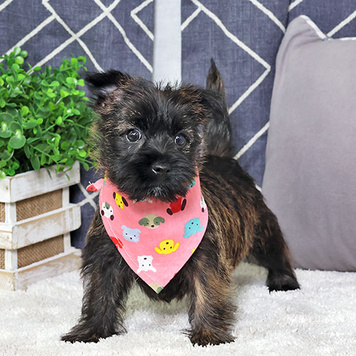 Puppy main image