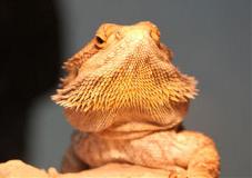 Reptile Bearded Dragon