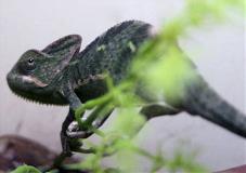 Reptile Chameleon