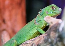 Reptile Iguana