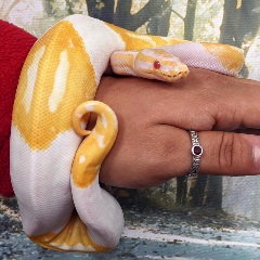 uncle bills albino piebald python