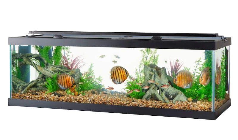 aqueon 60 gallon breeder aquarium tank uncle bill's