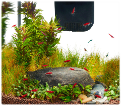 aqueon shrimp in aquarium tank kit