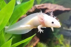 uncle bills axolotls