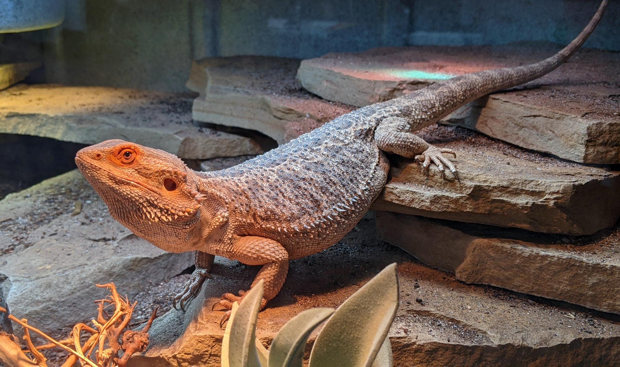 uncle bills bearded dragons