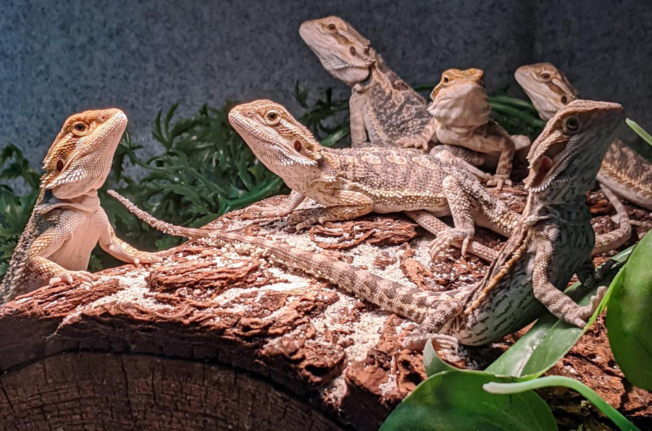 uncle bills bearded dragon