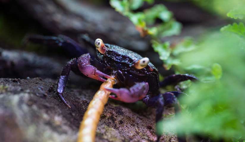 black purple vampire crab eating bloodworm
