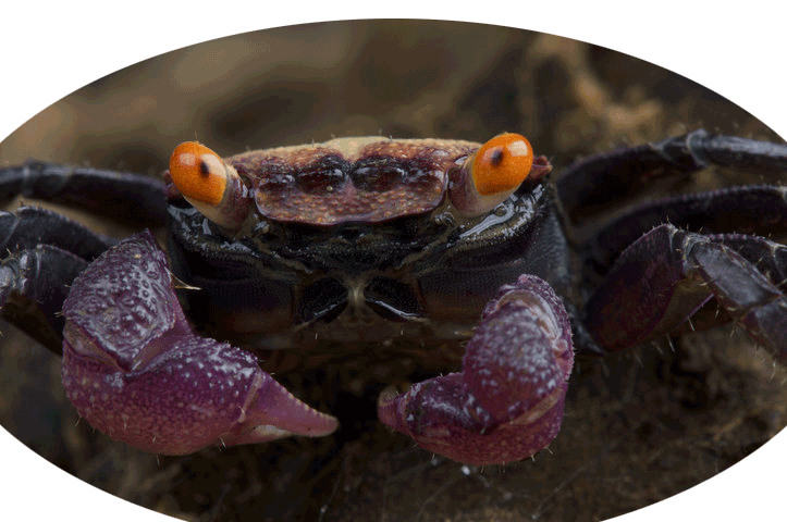black purple vampire crab up close