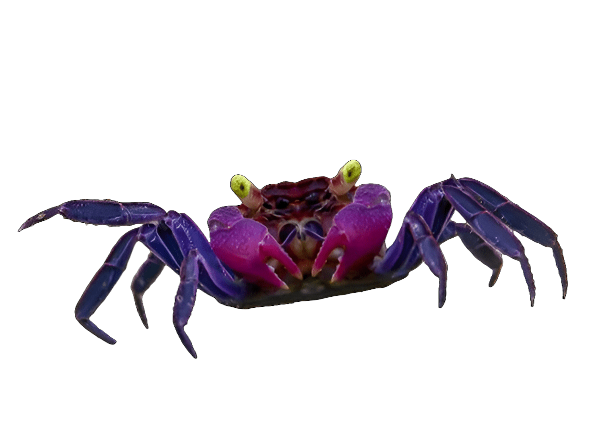 black and purple vampire crab