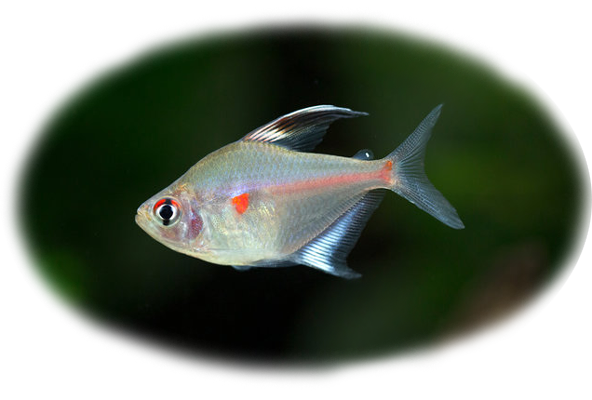 bleeding-heart-tetra-2