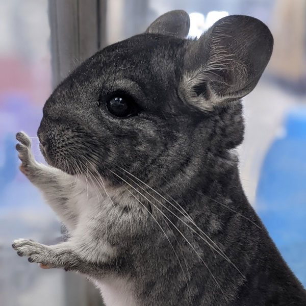 uncle bills chinchillas