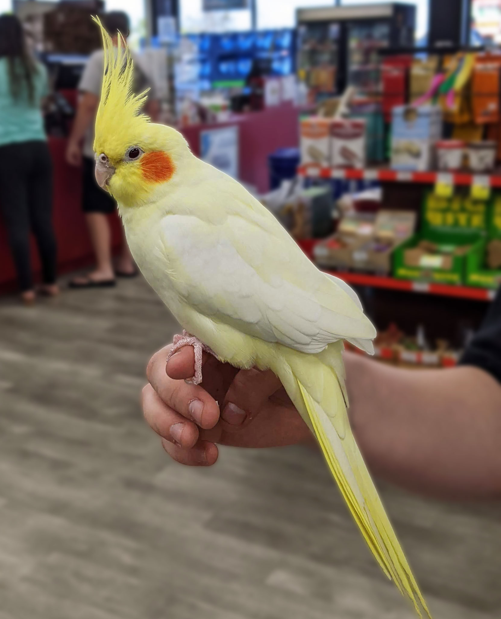 uncle bills cockatiel