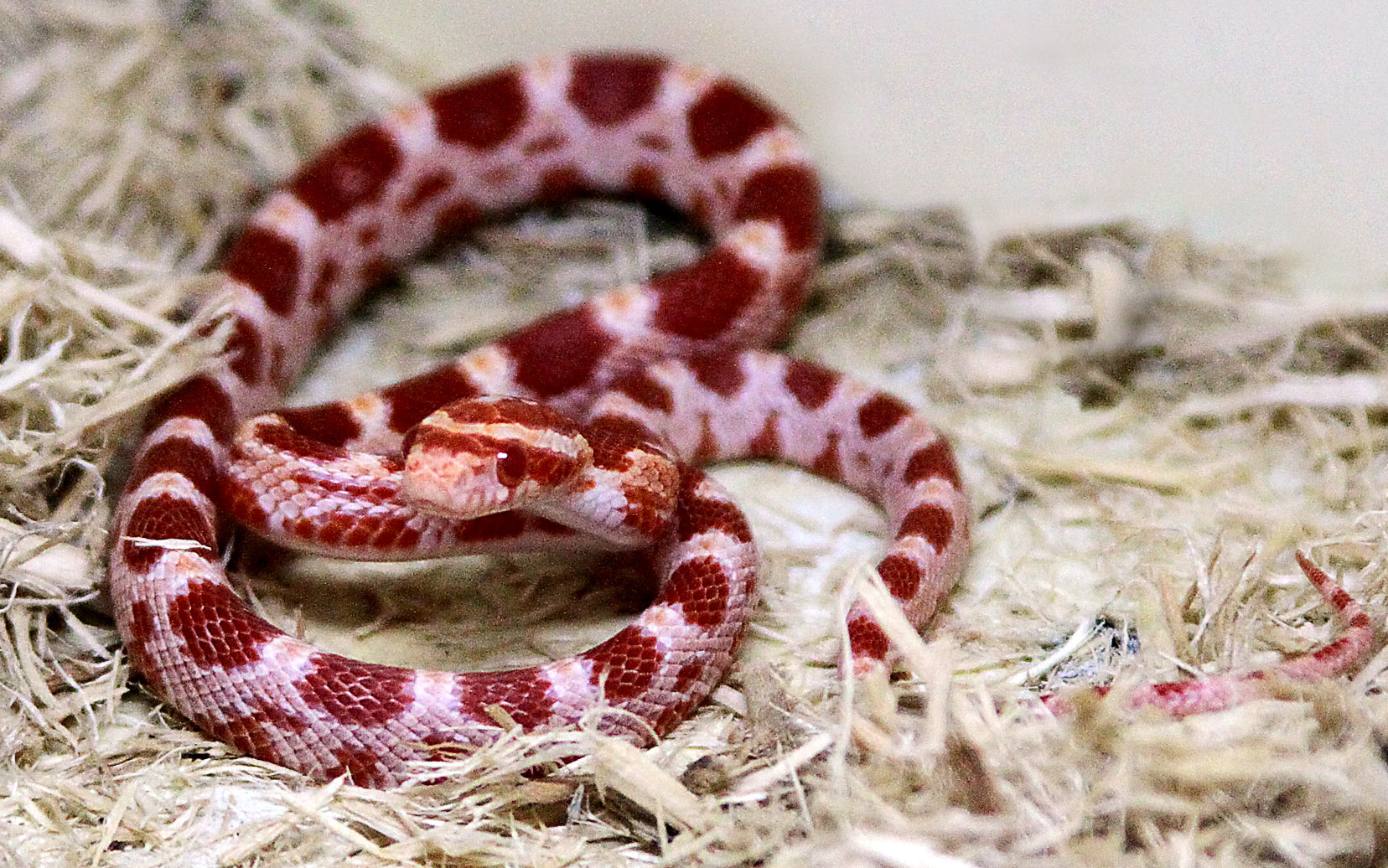 uncle bills corn snakes