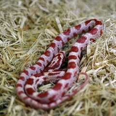 corn snake