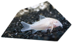 cory-catfish-albino