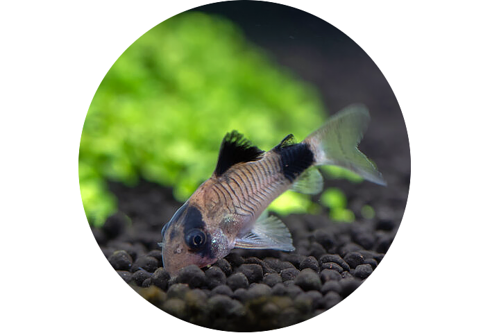 cory-catfish-panda-grazing-sharpened