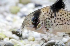 corydoras catfish cory cats uncle bills