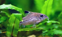 cory-catfish-peppered-on-leaf-reversed