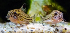 cory-catfish-two-small-spotted