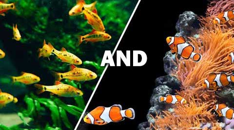 freshwater fish and saltwater fish at uncle bills pet centers