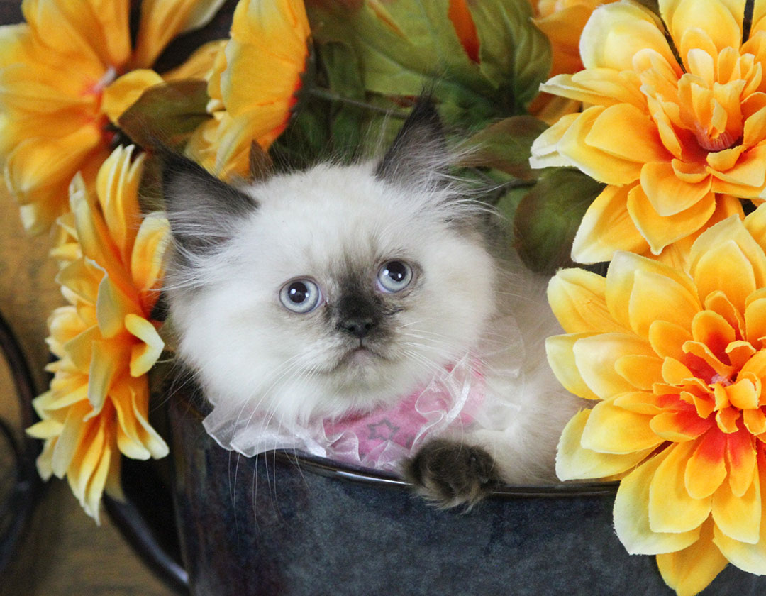 uncle bills himalayan kitten