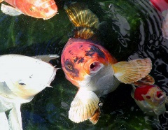 koi fish hungry