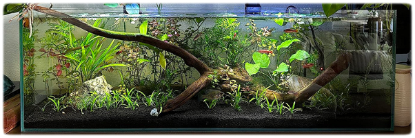 lifegard-rimless-ultra-clear-rectangular-15-gallon-kit-on-shelf-with-fish lifegard-rimless-ultra-clear-rectangular-15-gallon-kit-on-shelf-with-fish