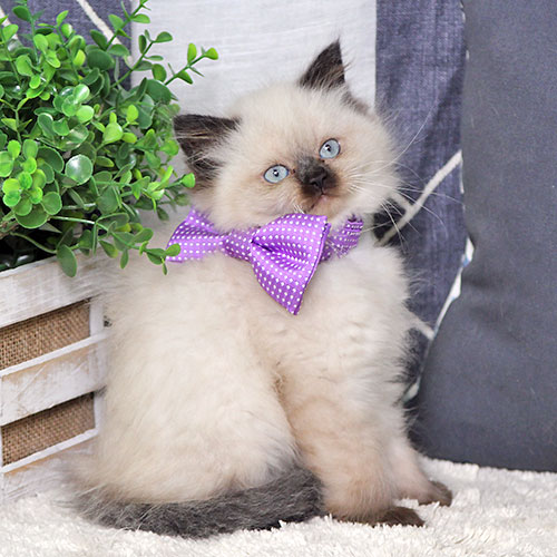 himalayan cat kitten kittens for sale uncle bills