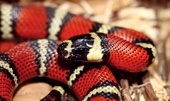 uncle bills milksnake