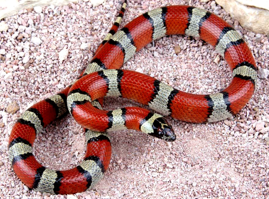 uncle bills milk snakes