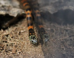 uncle bills kingsnakes mountain king snake