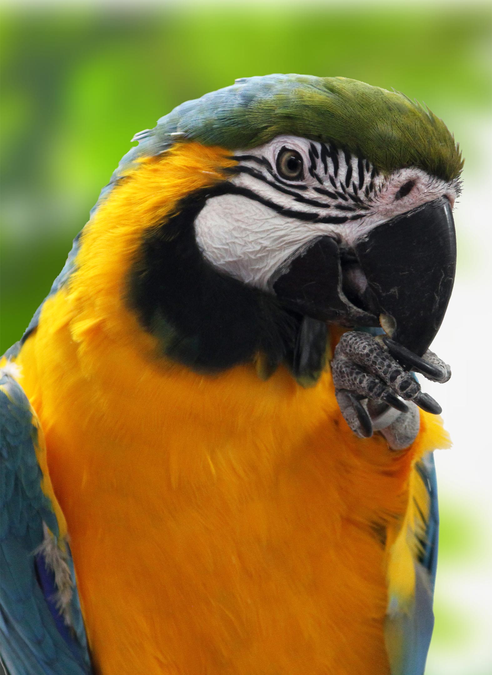 uncle bills parrots macaw