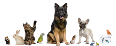 pet family no background pet family no background