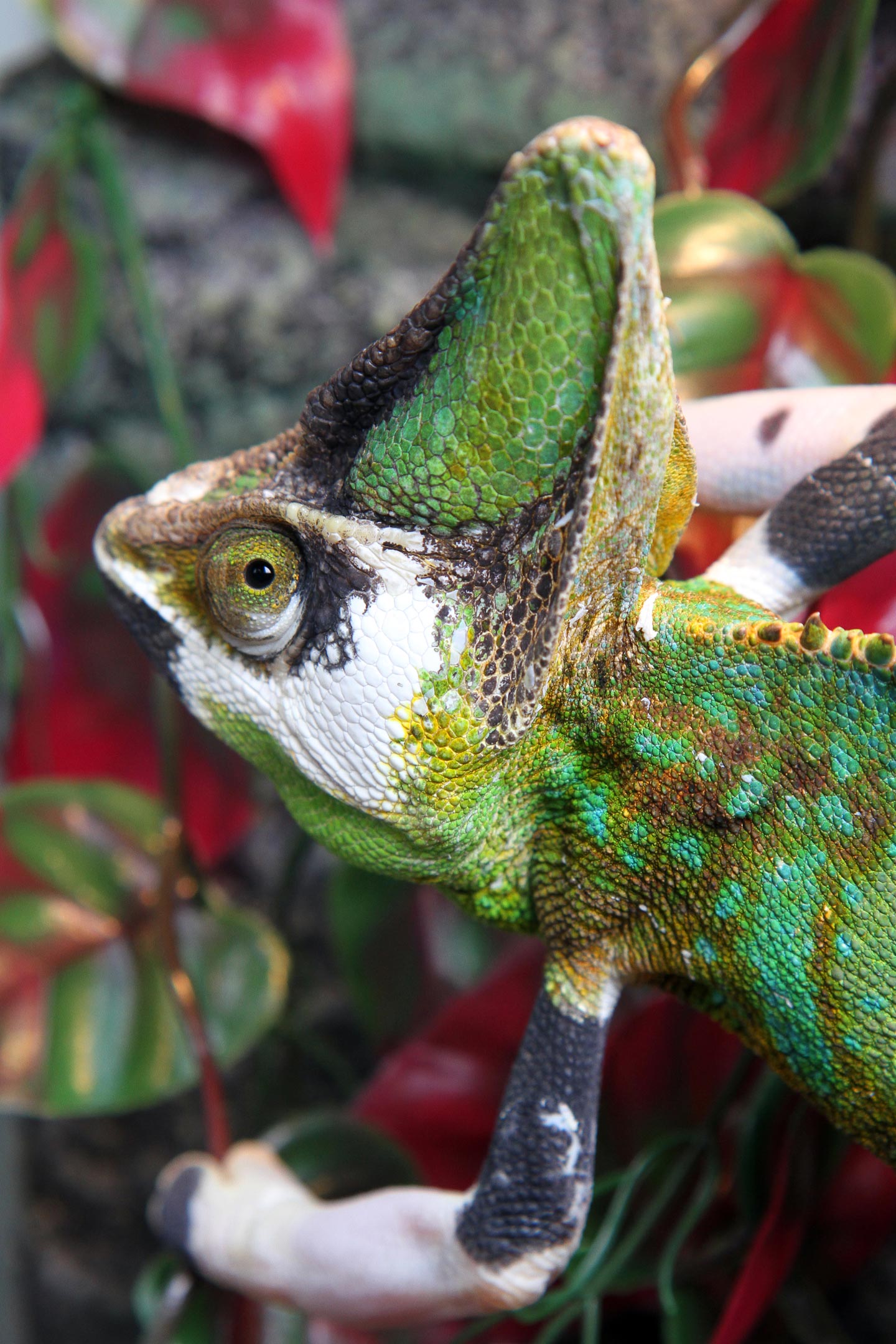 uncle bills pied veiled chameleon