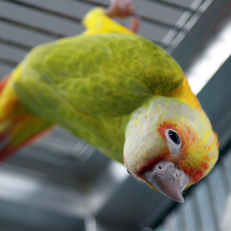 uncle bills pineapple green cheek conure