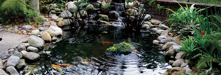 pond-fish pond-fish