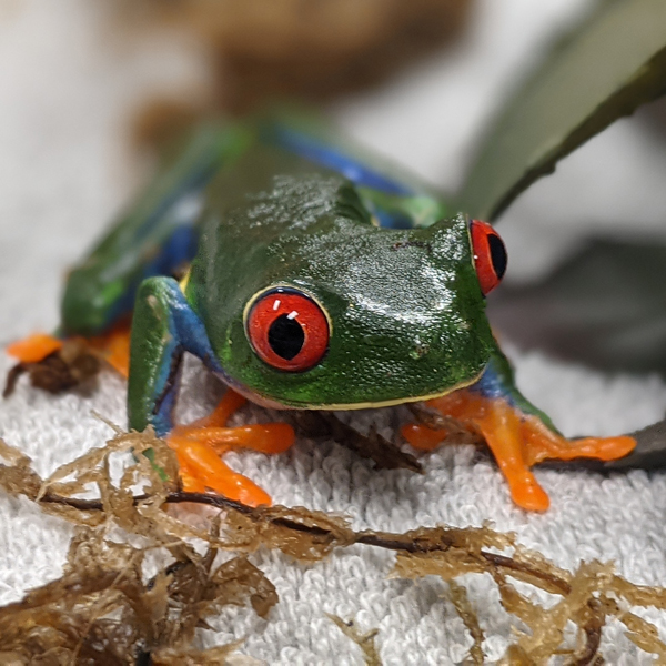 uncle bills red eyed tree frogs