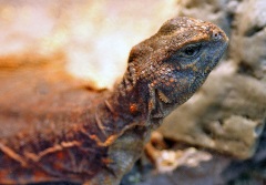 uncle bills red uromastyx