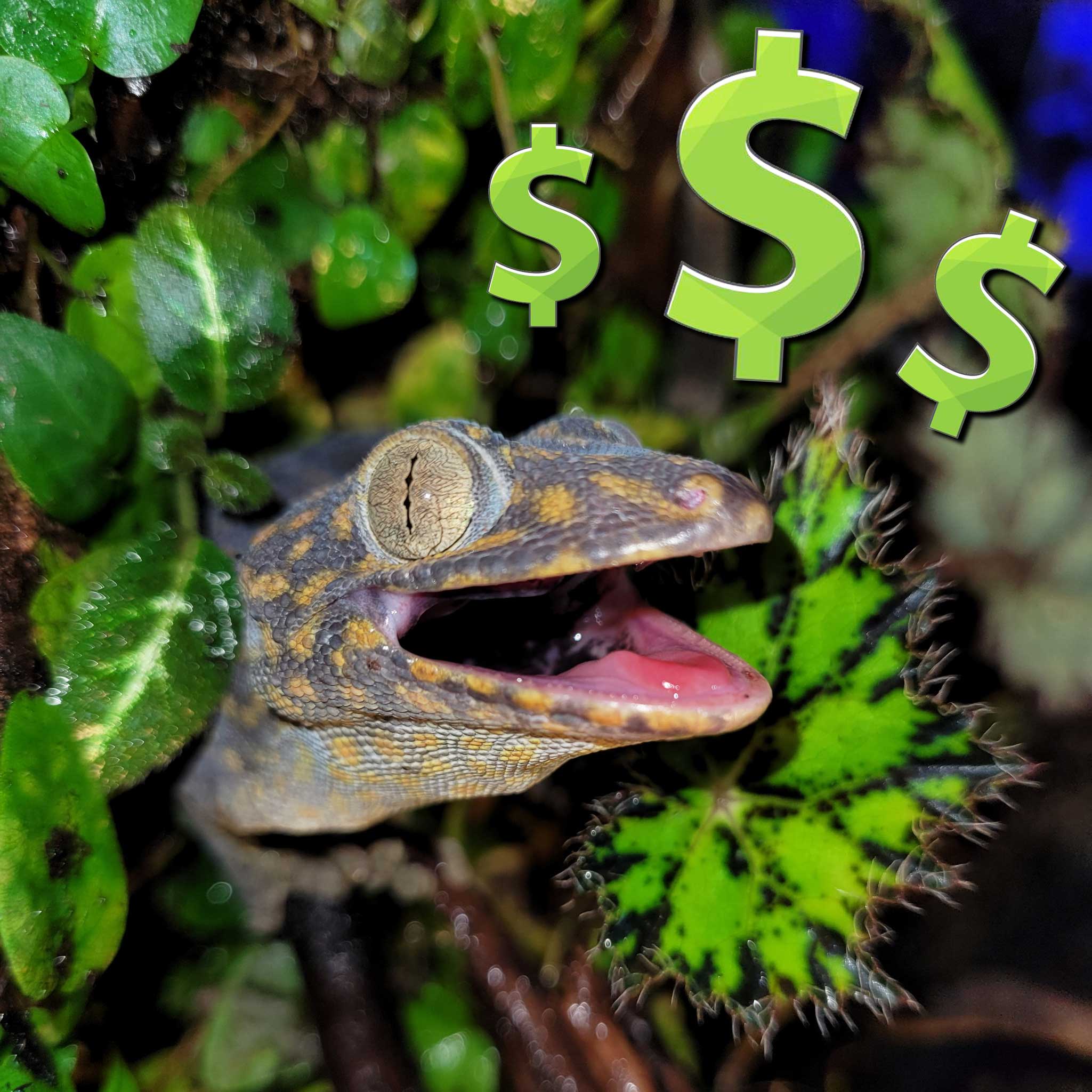 uncle bills rewards deals surprised gecko
