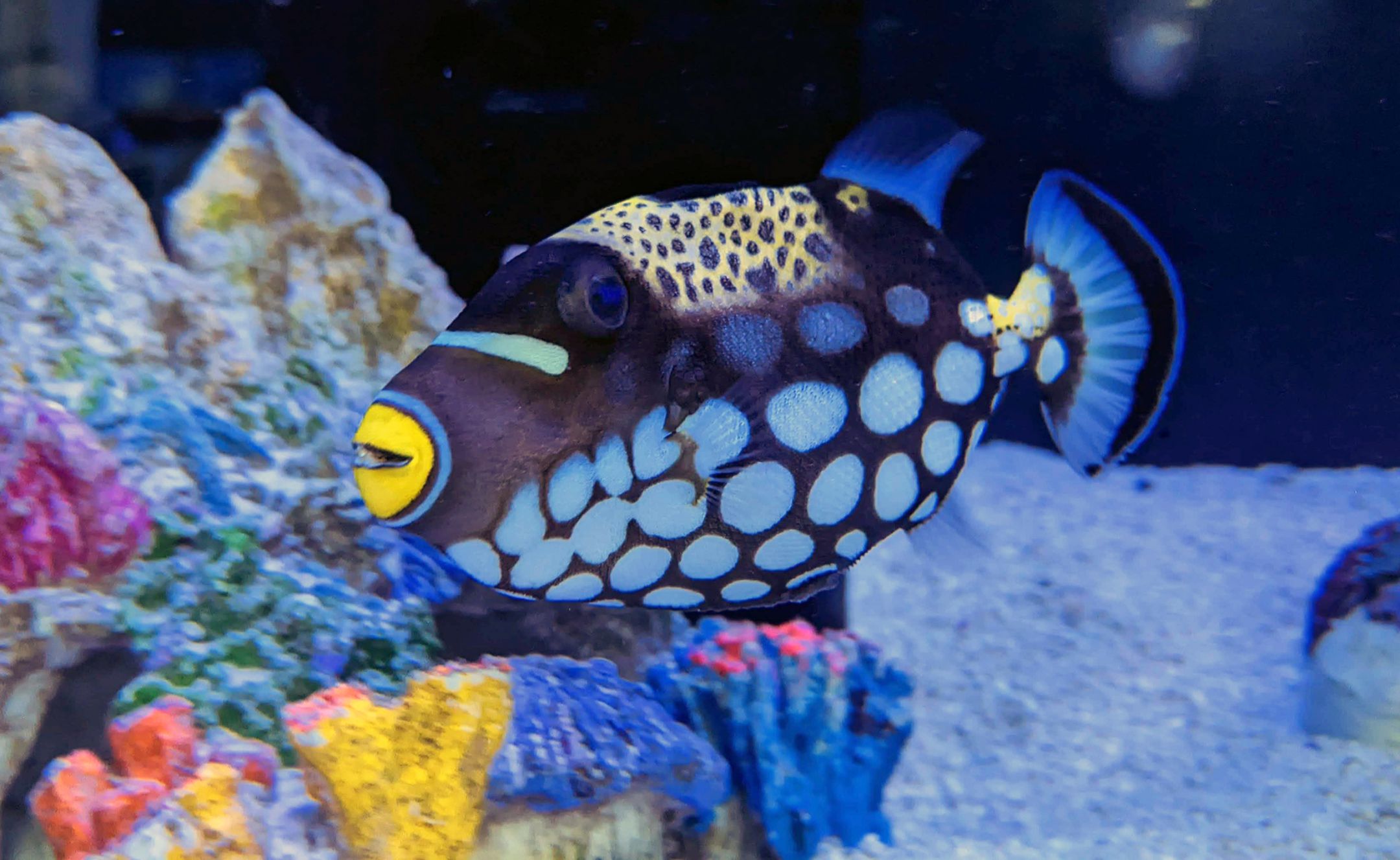 uncle bills saltwater fish triggerfish