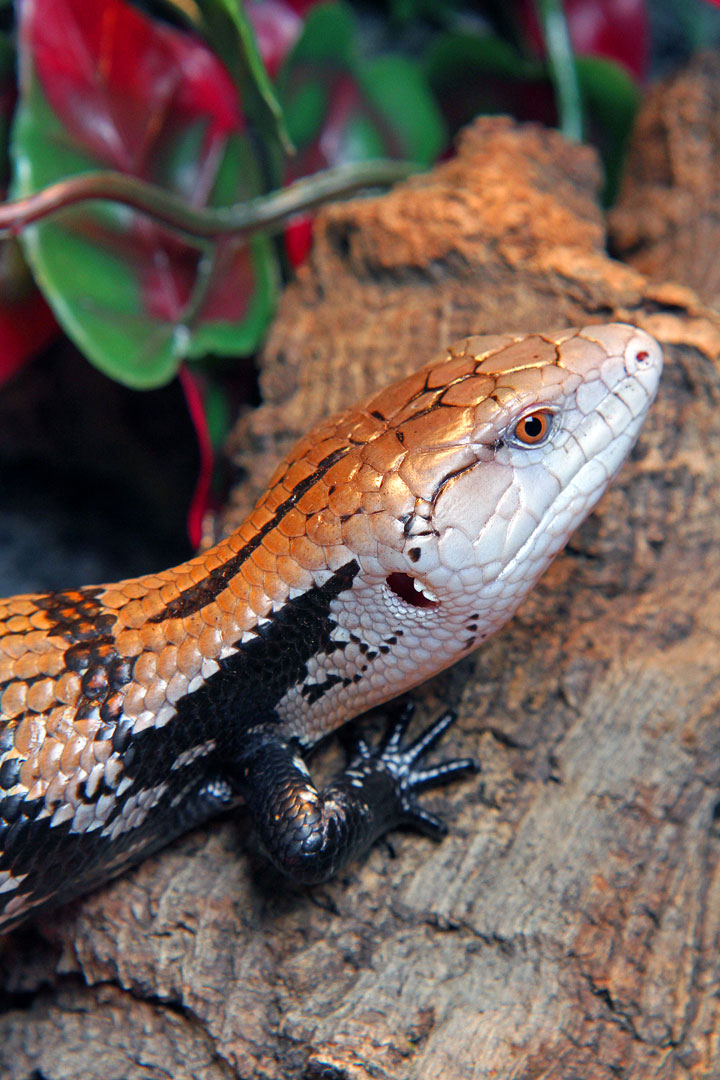 uncle bills blue tongued skink