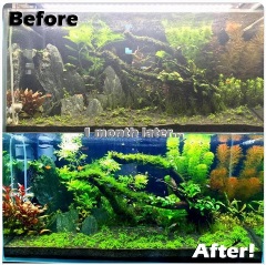 seachem-flourish-before-and-after-tank