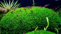seachem flourish with plants and shrimp