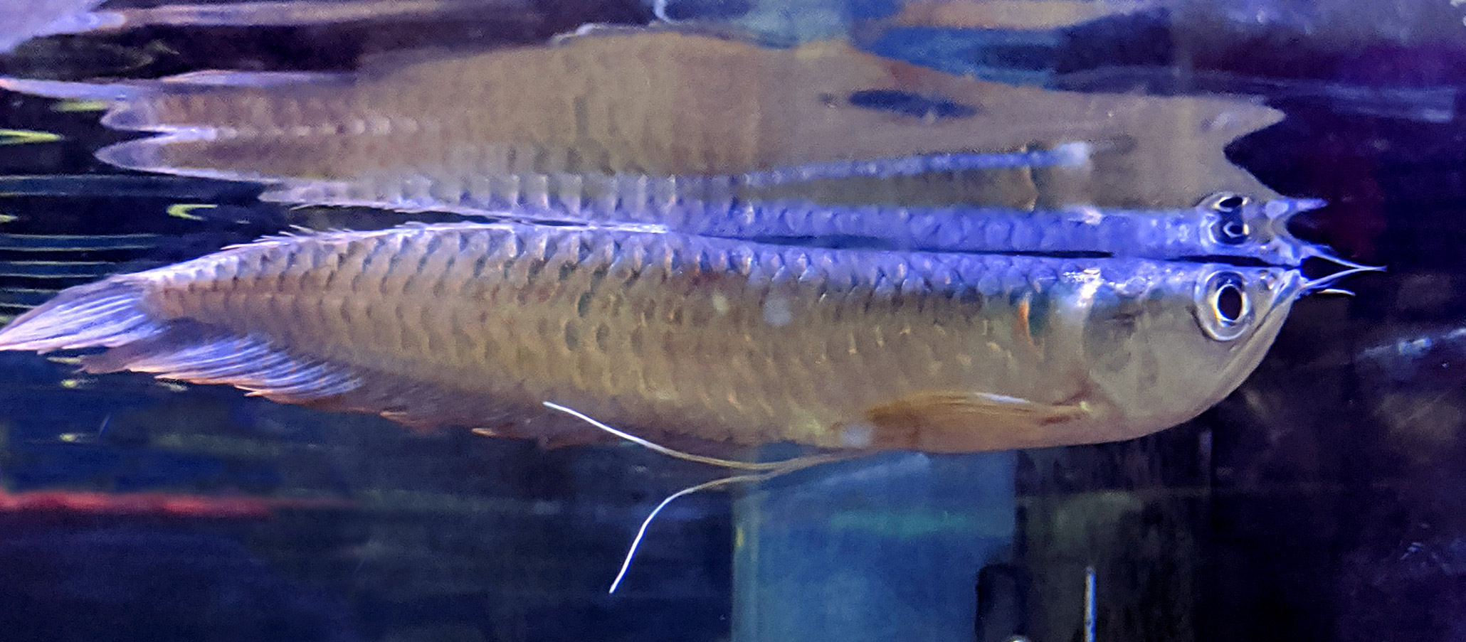 silver arowana