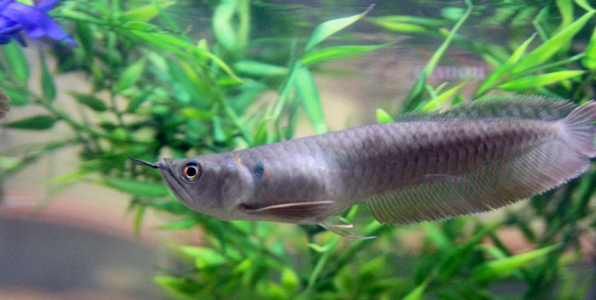 Silver Arowana