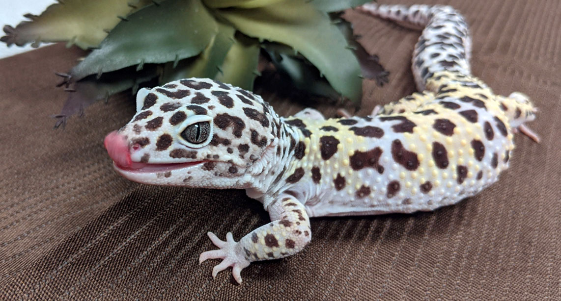 uncle bills snow leopard gecko