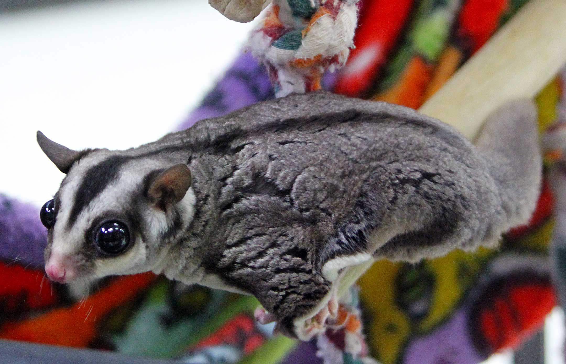 uncle bills sugar gliders