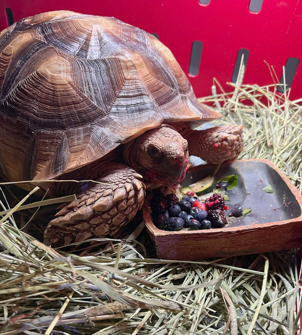 uncle bills sulcata tortoise